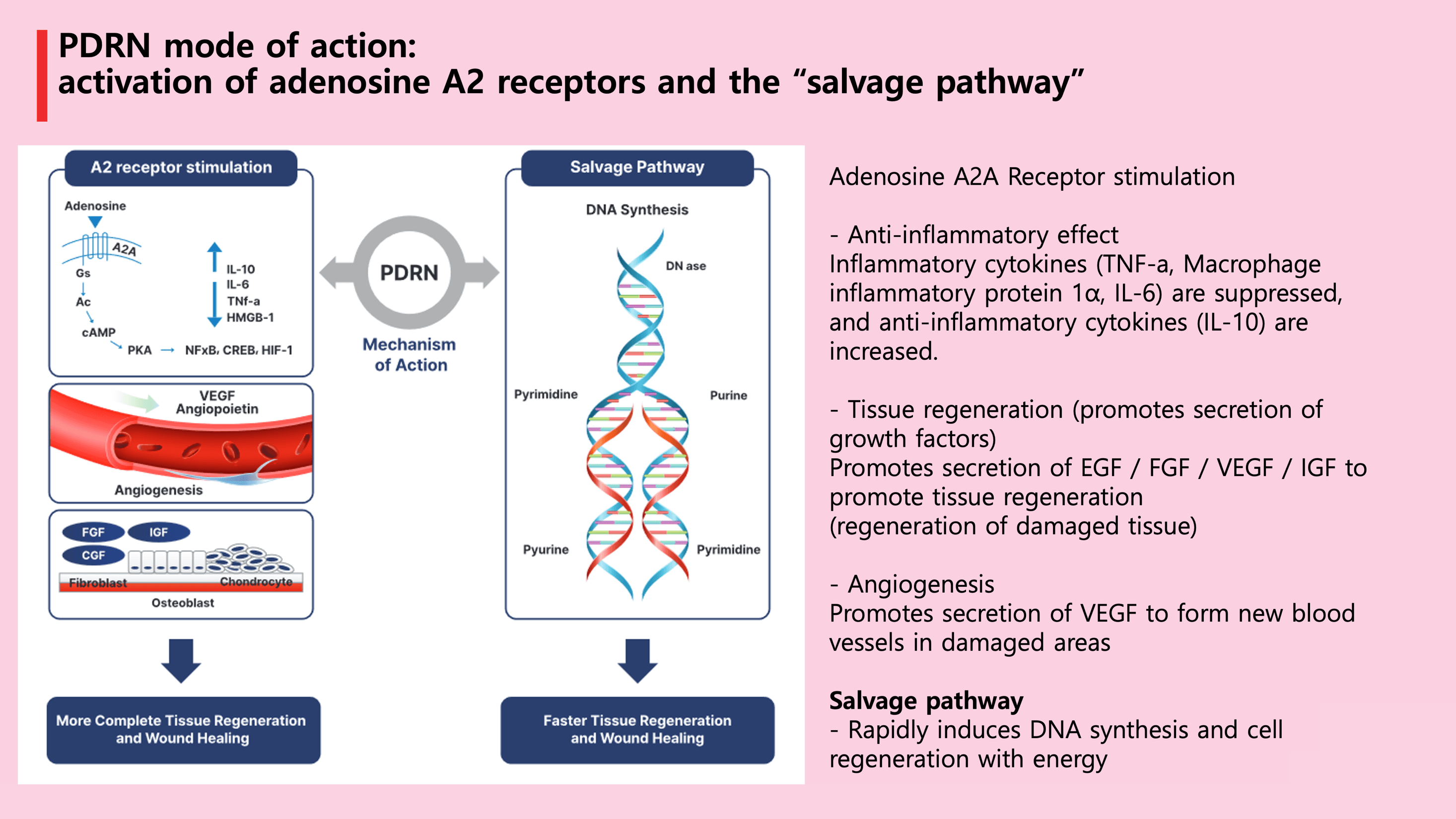 PDRN Mechanism - A2 Receptor Activation and Salvage Pathway